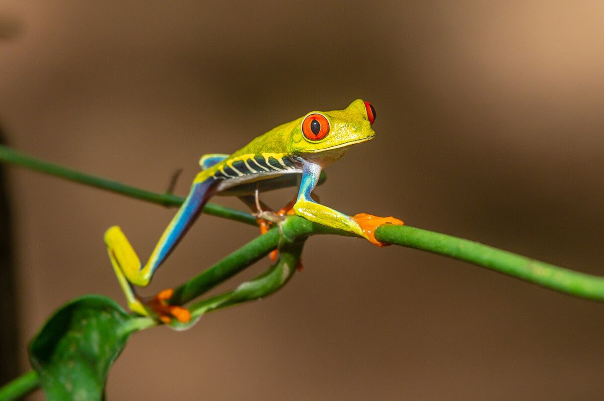 Red-Eyed Tree Frog