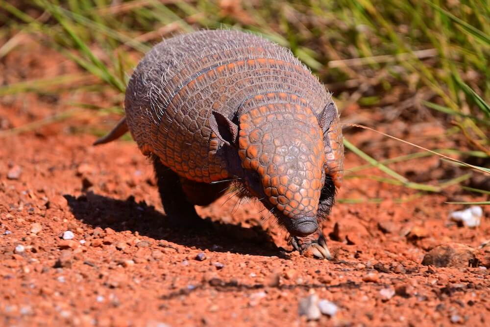 Armadillo