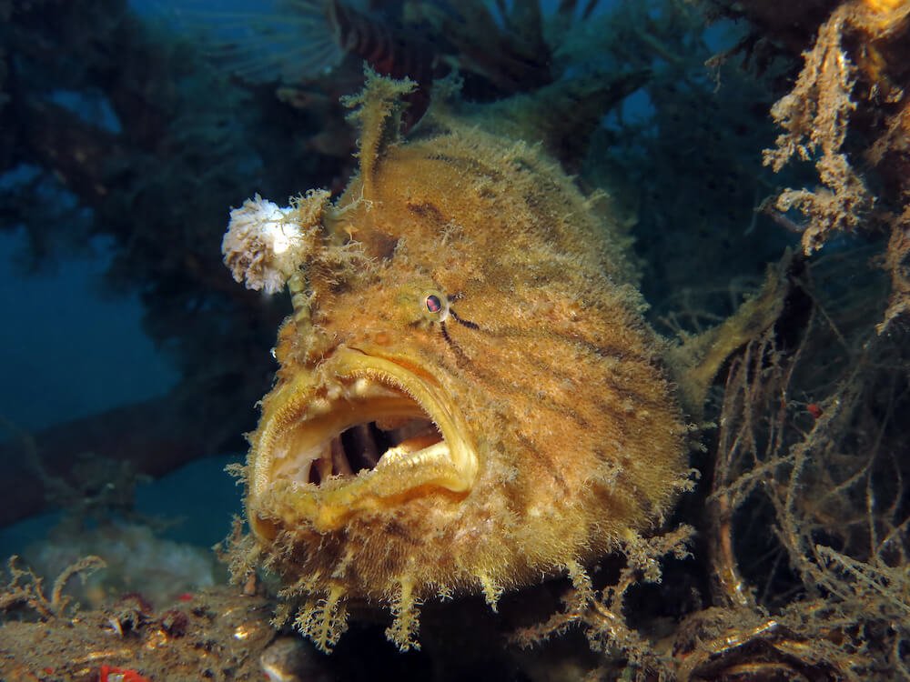Angler Fish