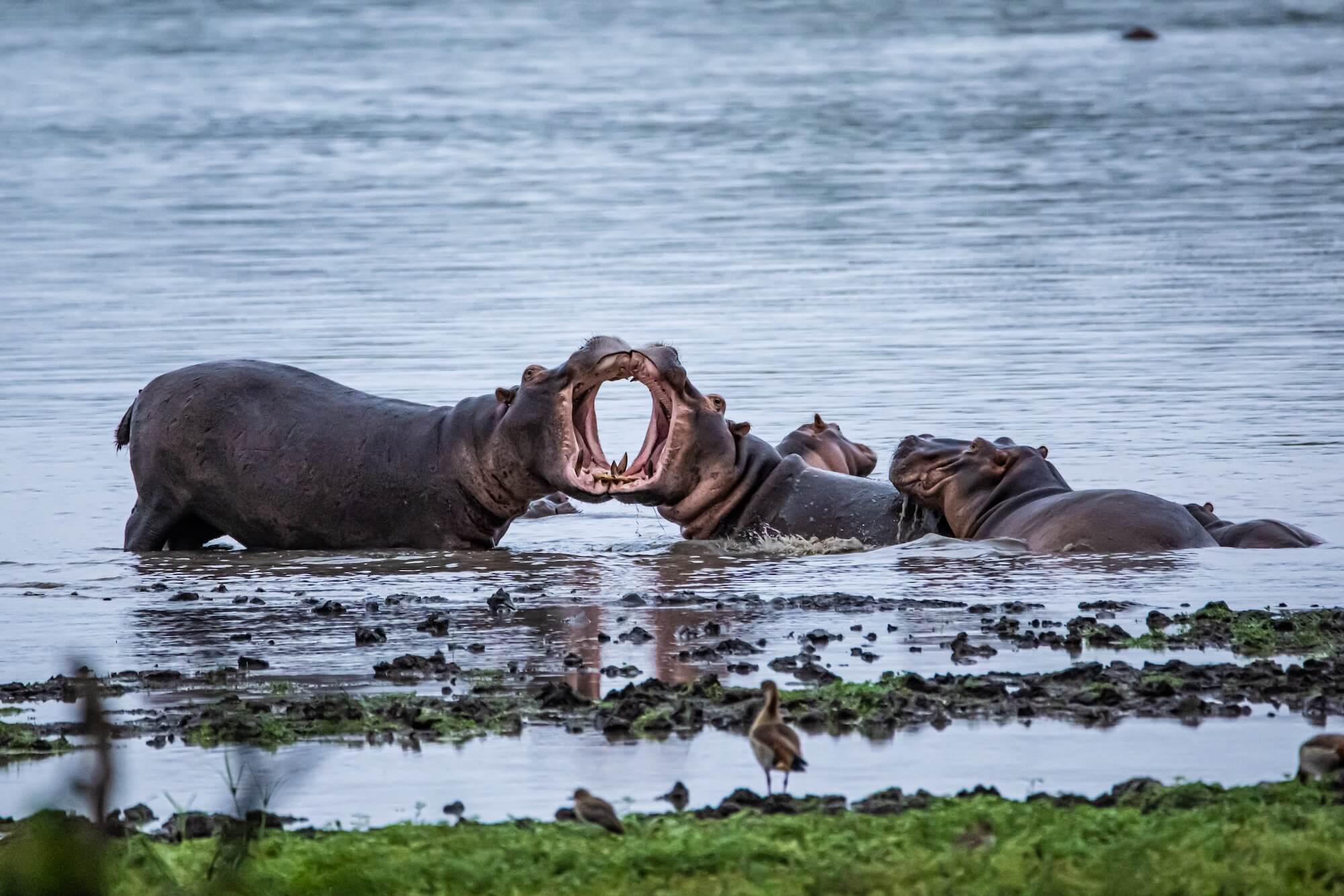 Hippopotamus