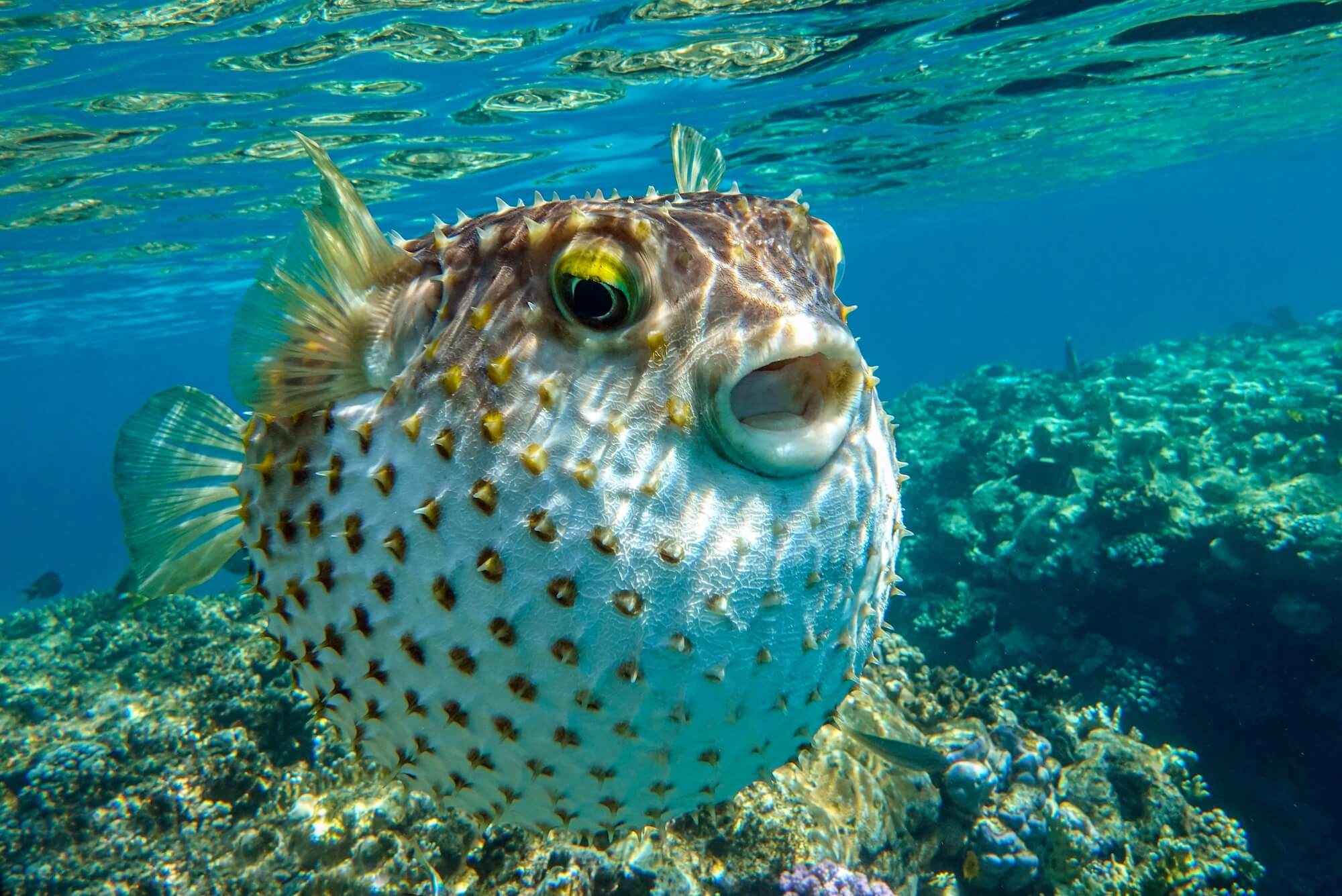 Puffer Fish