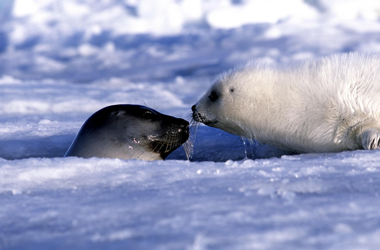 Harp Seal