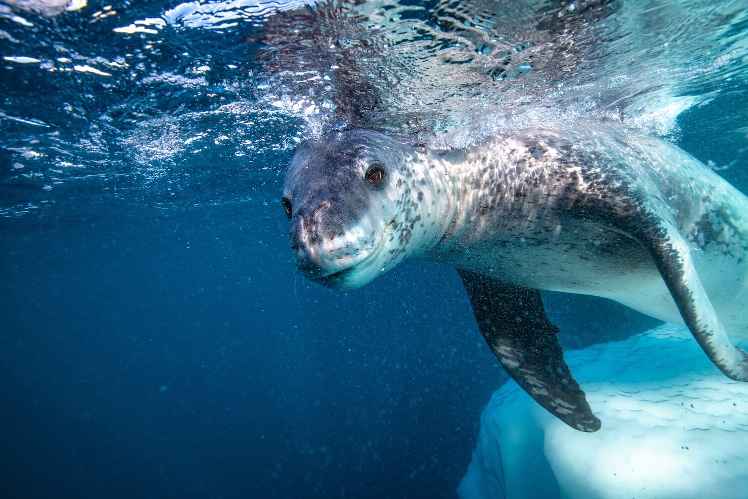 Leopard Seal