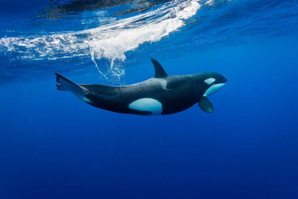 Orca