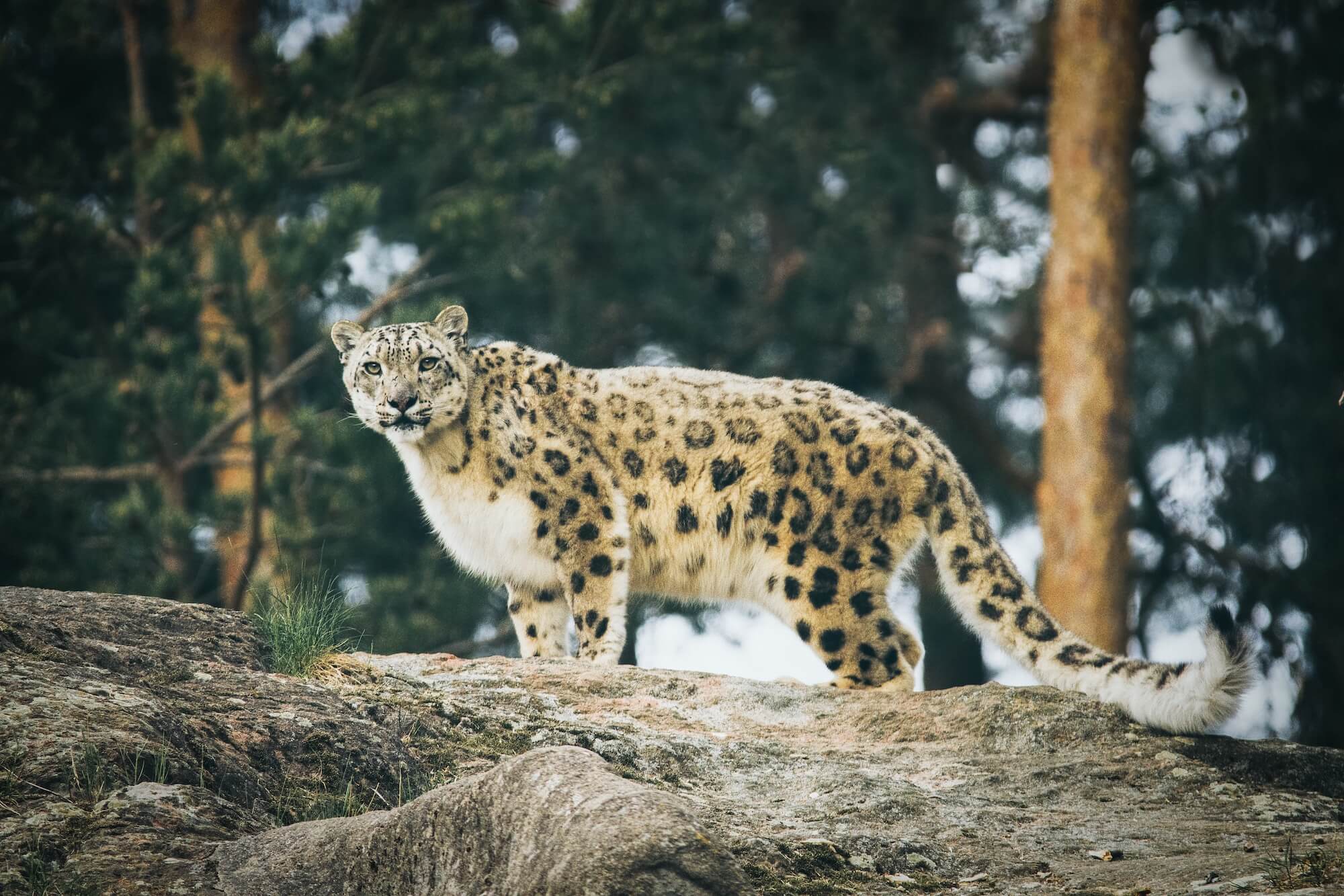Snow Leopard