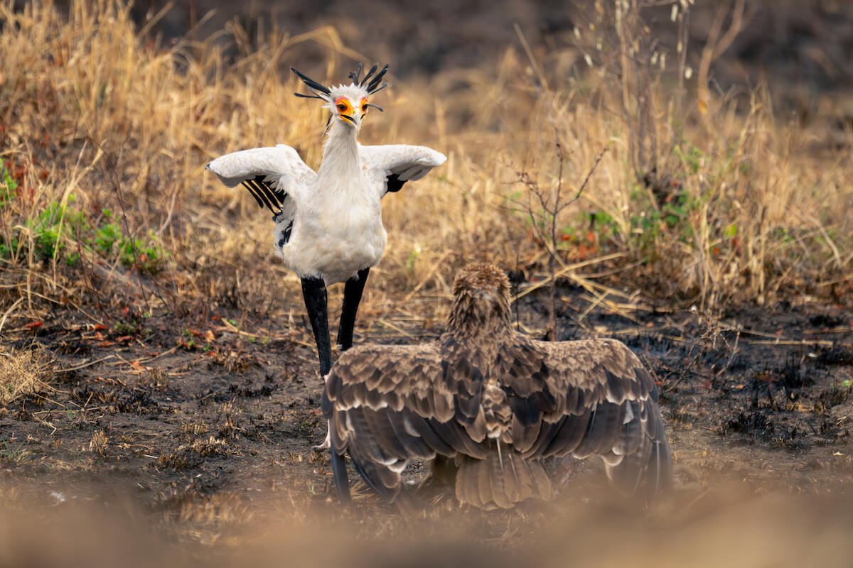 Secretary Bird