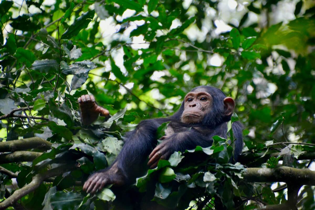 Chimpanzee
