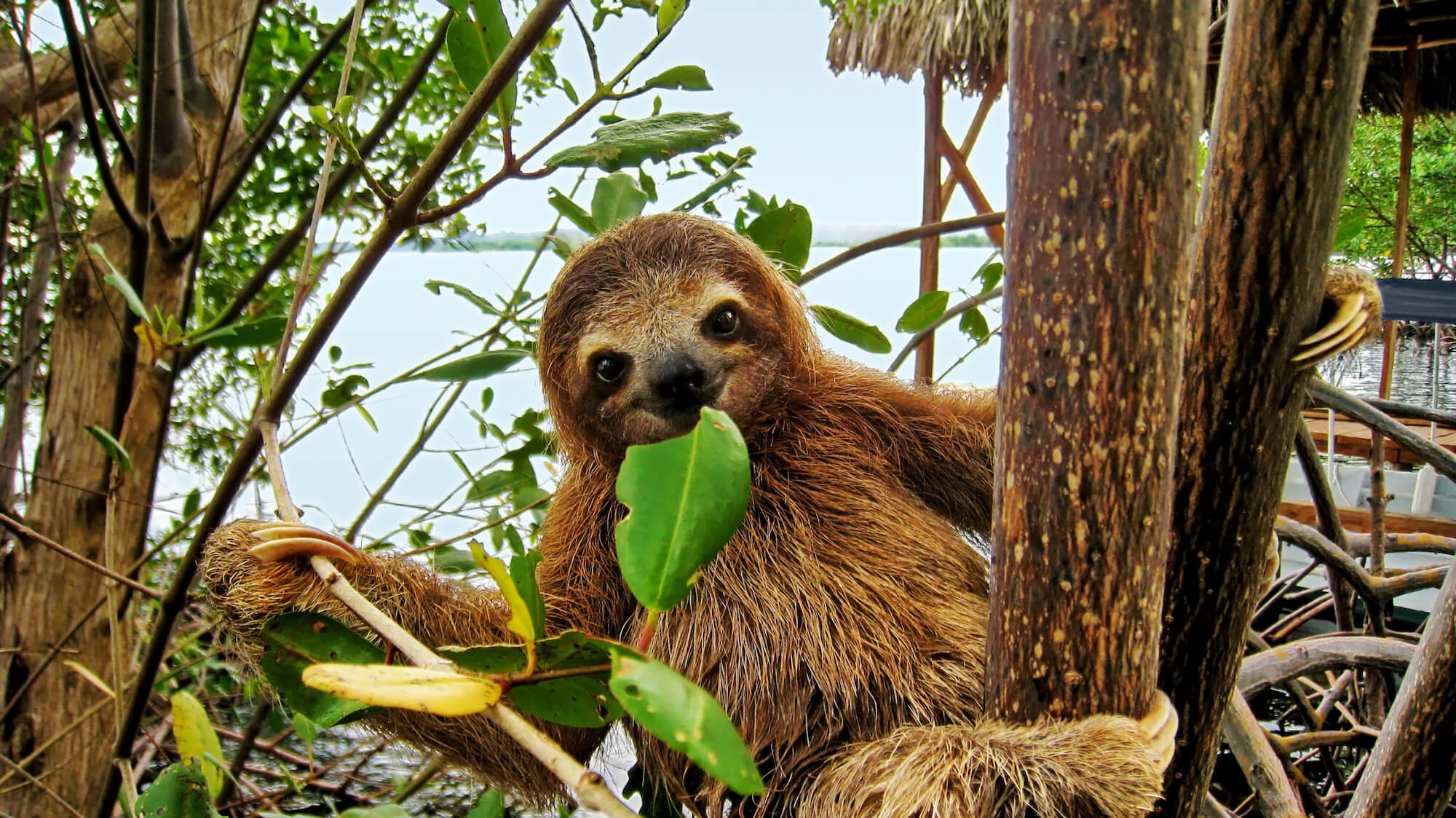 Three Toed Sloth