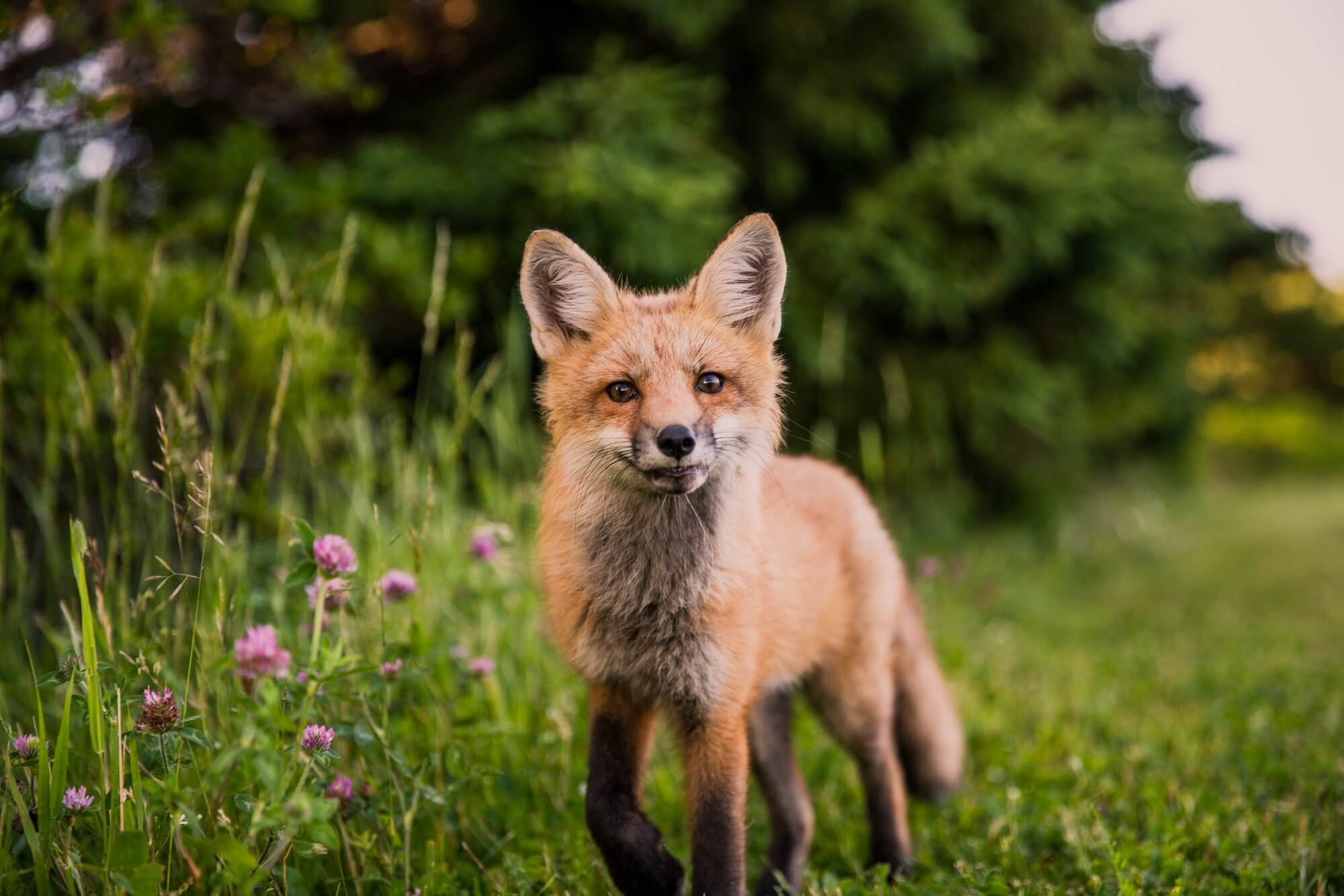 Fox