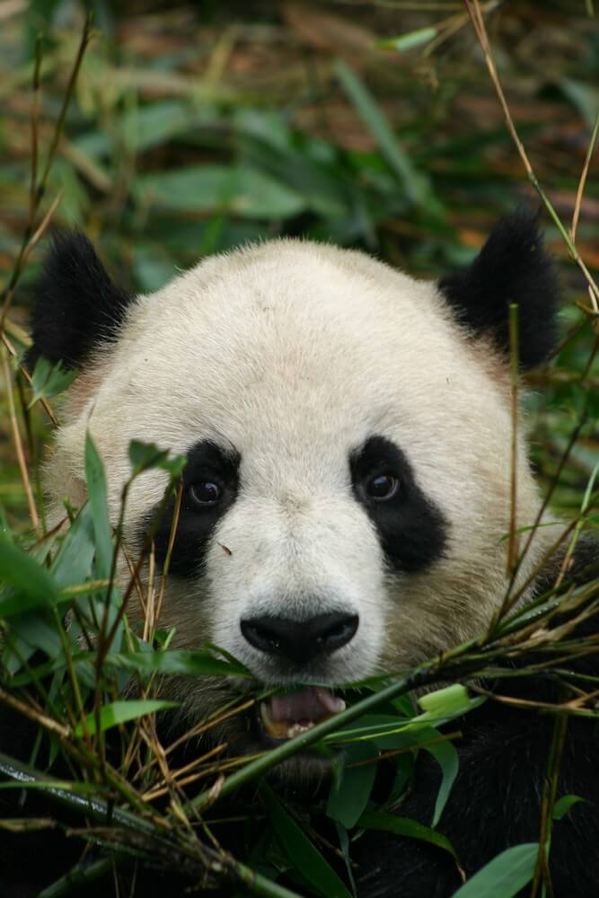 Giant Panda